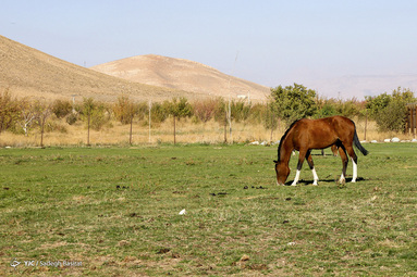 نژاد اسب دره شوری