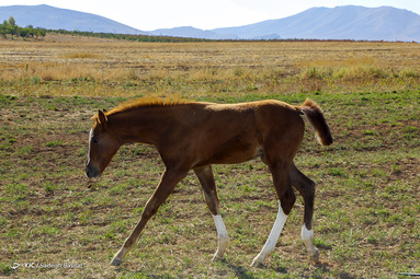نژاد اسب دره شوری