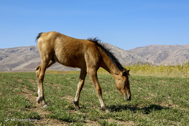 نژاد اسب دره شوری