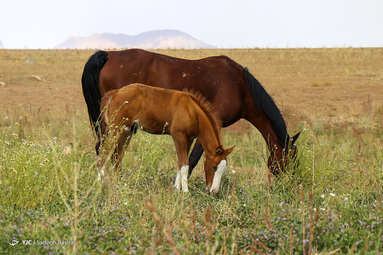 نژاد اسب دره شوری