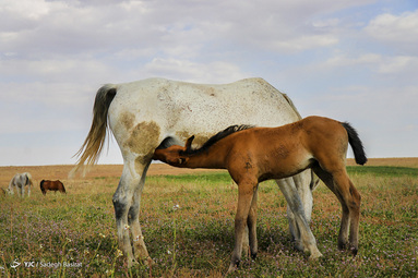 نژاد اسب دره شوری
