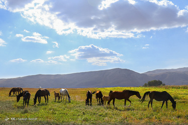 نژاد اسب دره شوری