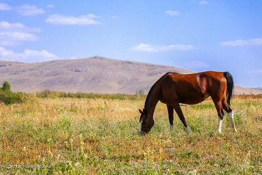 نژاد اسب دره شوری