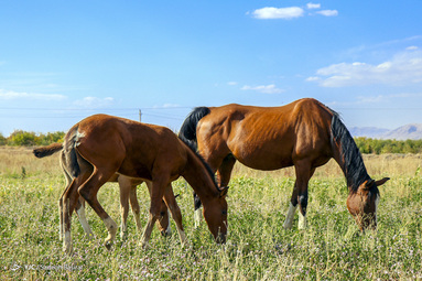 نژاد اسب دره شوری