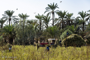 برداشت کنجد - مزارع شهرستان دشتستان‎