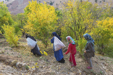 در اواخر آبان ماه هر سال و بر اساس سنت دیرینه ناردنگ، زنان بختیاری در روستای دورک اناری، دیگ‌های رب انار پزی خود را بار می‌گذارند
