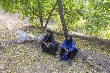 در اواخر آبان ماه هر سال و بر اساس سنت دیرینه ناردنگ، زنان بختیاری در روستای دورک اناری، دیگ‌های رب انار پزی خود را بار می‌گذارند