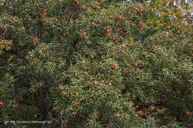 رسیدن میوه درختان خرمالو در حاشیه شهر شیراز و برداشت آن توسط کارگران در اواخر آبان انجام می شود