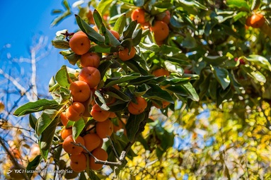 رسیدن میوه درختان خرمالو در حاشیه شهر شیراز و برداشت آن توسط کارگران در اواخر آبان انجام می شود
