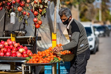 رسیدن میوه درختان خرمالو در حاشیه شهر شیراز و برداشت آن توسط کارگران در اواخر آبان انجام می شود
