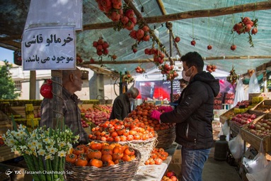 رسیدن میوه درختان خرمالو در حاشیه شهر شیراز و برداشت آن توسط کارگران در اواخر آبان انجام می شود
