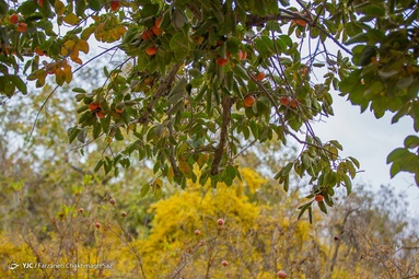 رسیدن میوه درختان خرمالو در حاشیه شهر شیراز و برداشت آن توسط کارگران در اواخر آبان انجام می شود