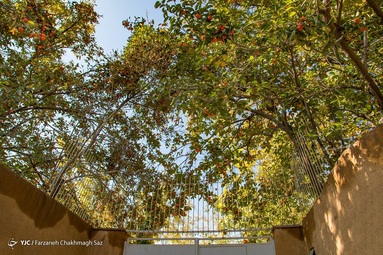 رسیدن میوه درختان خرمالو در حاشیه شهر شیراز و برداشت آن توسط کارگران در اواخر آبان انجام می شود