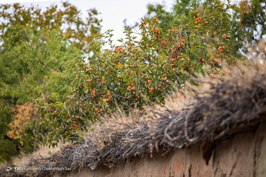 رسیدن میوه درختان خرمالو در حاشیه شهر شیراز و برداشت آن توسط کارگران در اواخر آبان انجام می شود