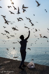 بازگشت شالوها‎ - بوشهر