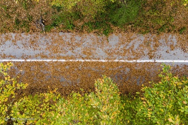 جنگل‌های هیرکانی» در زبان رایج و عامیانه‌ی مردم ایران زمین با عنوان جنگل‌های شمال نامیده می‌شود و دومین اثر بزرگ طبیعی و متراکم‌ترین ناحیه جنگلی ایران را تشکیل می‌دهند.