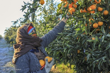 برای کسب روزی حلال این سرما را به جان می خرند و روزانه ۱۰تن محصول را از باغ برداشت می‌کنند