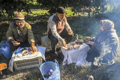 کار کارگران فصلی تا اواخر آذر ماه ادامه داشته و بعد از آن سه ماه زمستان بیکار می‌شوند تا دوباره از ابتدای بهار مشغول به کار شوند