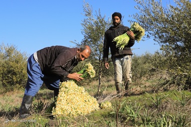 باغ ۱۰ هکتاری گل نرگس شهلا، بزرگترین باغ یک پارچه شخصی گل نرگس ایران است - استان گلستان