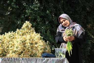 باغ ۱۰ هکتاری گل نرگس شهلا، بزرگترین باغ یک پارچه شخصی گل نرگس ایران است - استان گلستان