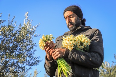 باغ ۱۰ هکتاری گل نرگس شهلا، بزرگترین باغ یک پارچه شخصی گل نرگس ایران است - استان گلستان