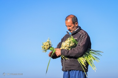 باغ ۱۰ هکتاری گل نرگس شهلا، بزرگترین باغ یک پارچه شخصی گل نرگس ایران است - استان گلستان