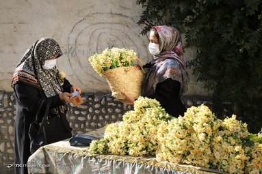 باغ ۱۰ هکتاری گل نرگس شهلا، بزرگترین باغ یک پارچه شخصی گل نرگس ایران است - استان گلستان