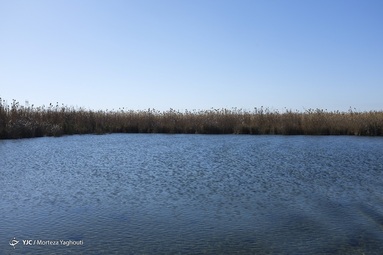 تالاب شادگان - خوزستان