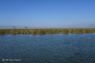 تالاب شادگان - خوزستان