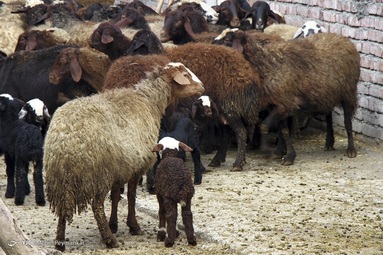 واکسیناسیون رایگان تب برفکی در روستا‌های محروم - کردستان