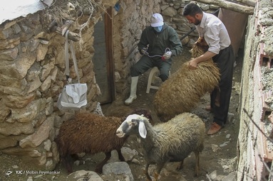 واکسیناسیون رایگان تب برفکی در روستا‌های محروم - کردستان