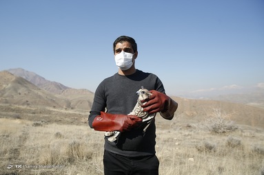رهاسازی پرندگان شکاری - سد خجیر