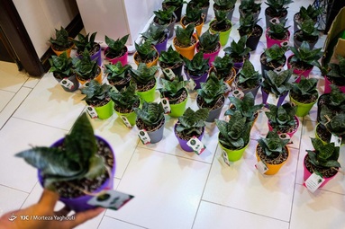 اهدای 200 عدد گلدان گل سانسوریا از طرف اتحادیه گل فروشان اهواز به کادر درمان بیمارستان رازی - اهواز
