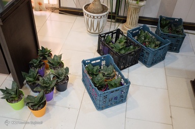 اهدای 200 عدد گلدان گل سانسوریا از طرف اتحادیه گل فروشان اهواز به کادر درمان بیمارستان رازی - اهواز