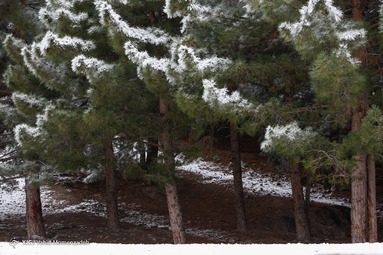 بارش برف اصفهان - کوه صفه