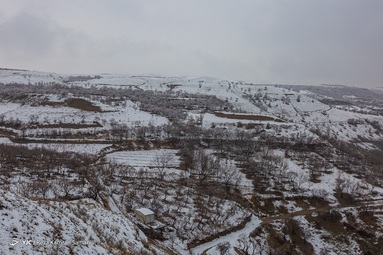 یخ زدگی شکوفه های درختان بادام - شهرستان سامان