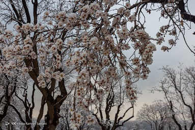 یخ زدگی شکوفه های درختان بادام - شهرستان سامان
