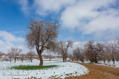یخ زدگی شکوفه های درختان بادام - شهرستان سامان