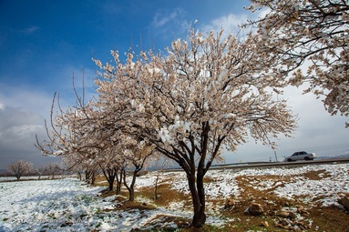 یخ زدگی شکوفه های درختان بادام - شهرستان سامان