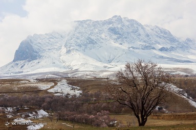 یخ زدگی شکوفه های درختان بادام - شهرستان سامان