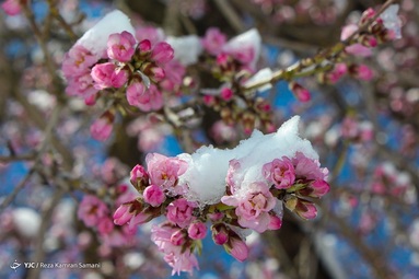 شکوفه های یخی