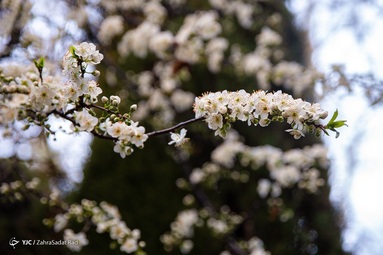 شکوفه های بهاری
