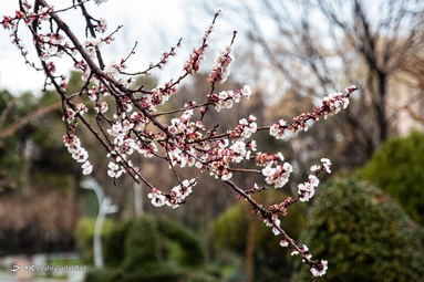 شکوفه های بهاری