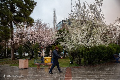 شکوفه های بهاری