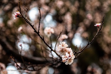 شکوفه های بهاری
