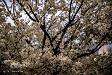 شکوفه های بهاری