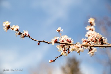 شکوفه های بهاری