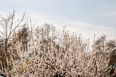 شکوفه های بهاری