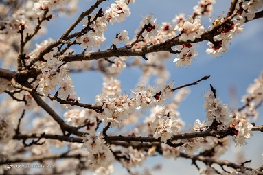 شکوفه های بهاری