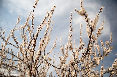 شکوفه های بهاری